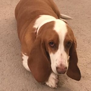 Meet your Posher, Holly